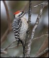 _B213102 ladder-backed woodpecker